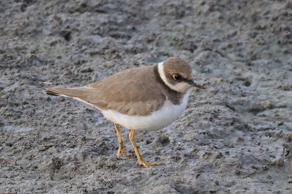 Little Ringed Plover - ML646517890