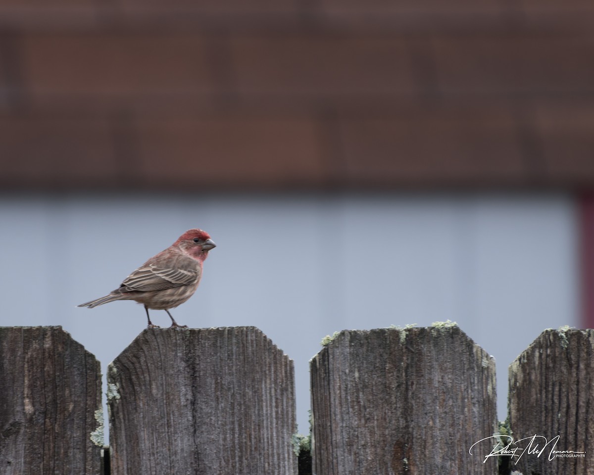 House Finch - ML646517891