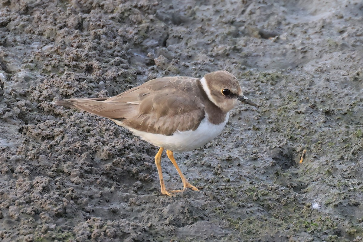 Little Ringed Plover - ML646517892