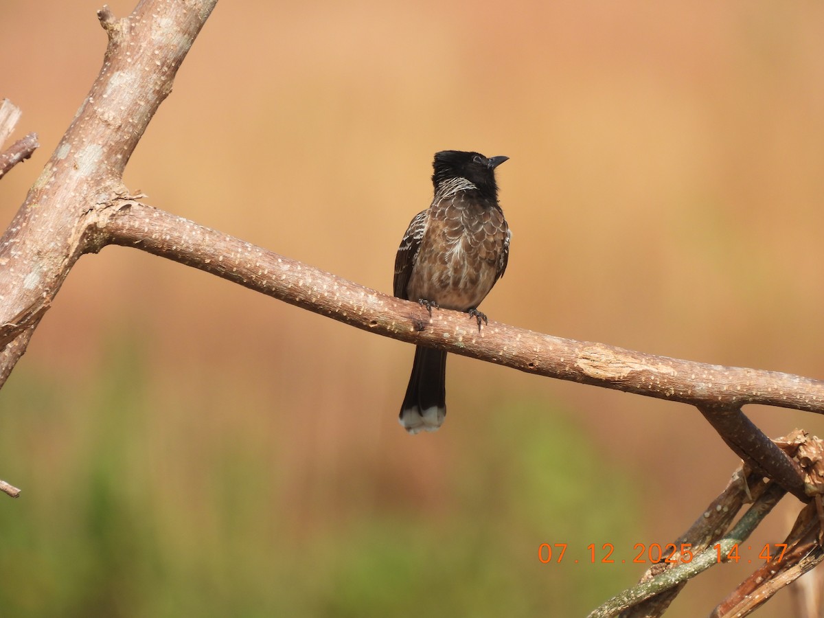 Red-vented Bulbul - ML646517893