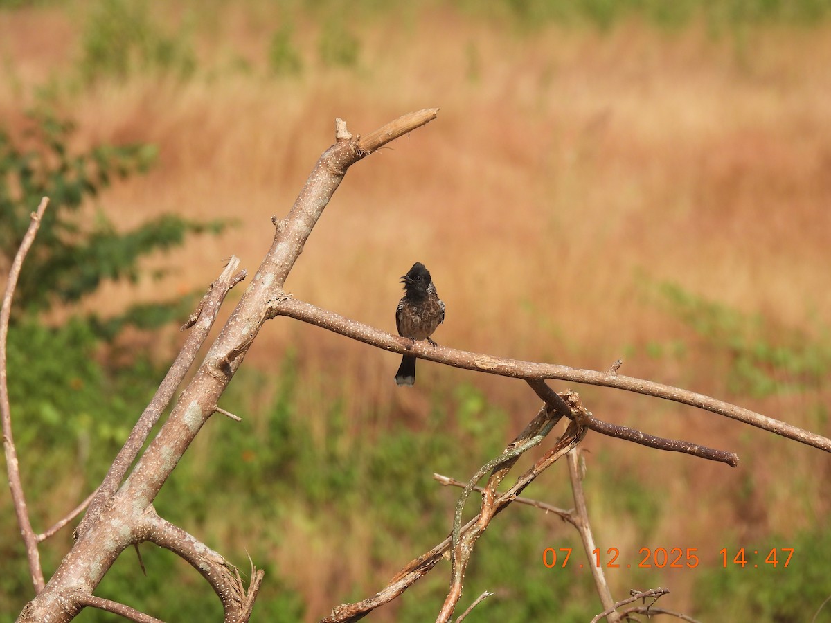 Red-vented Bulbul - ML646517894