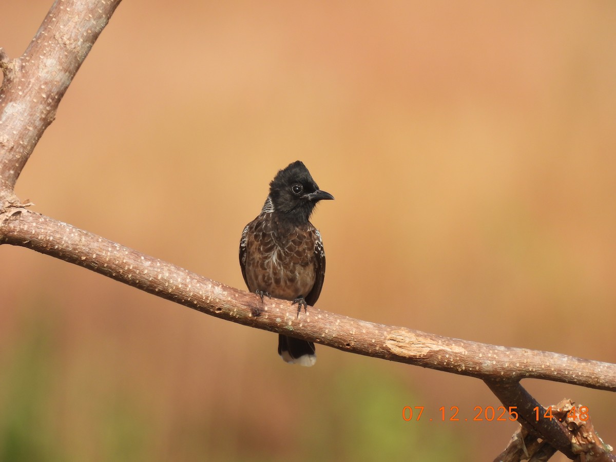 Red-vented Bulbul - ML646517895