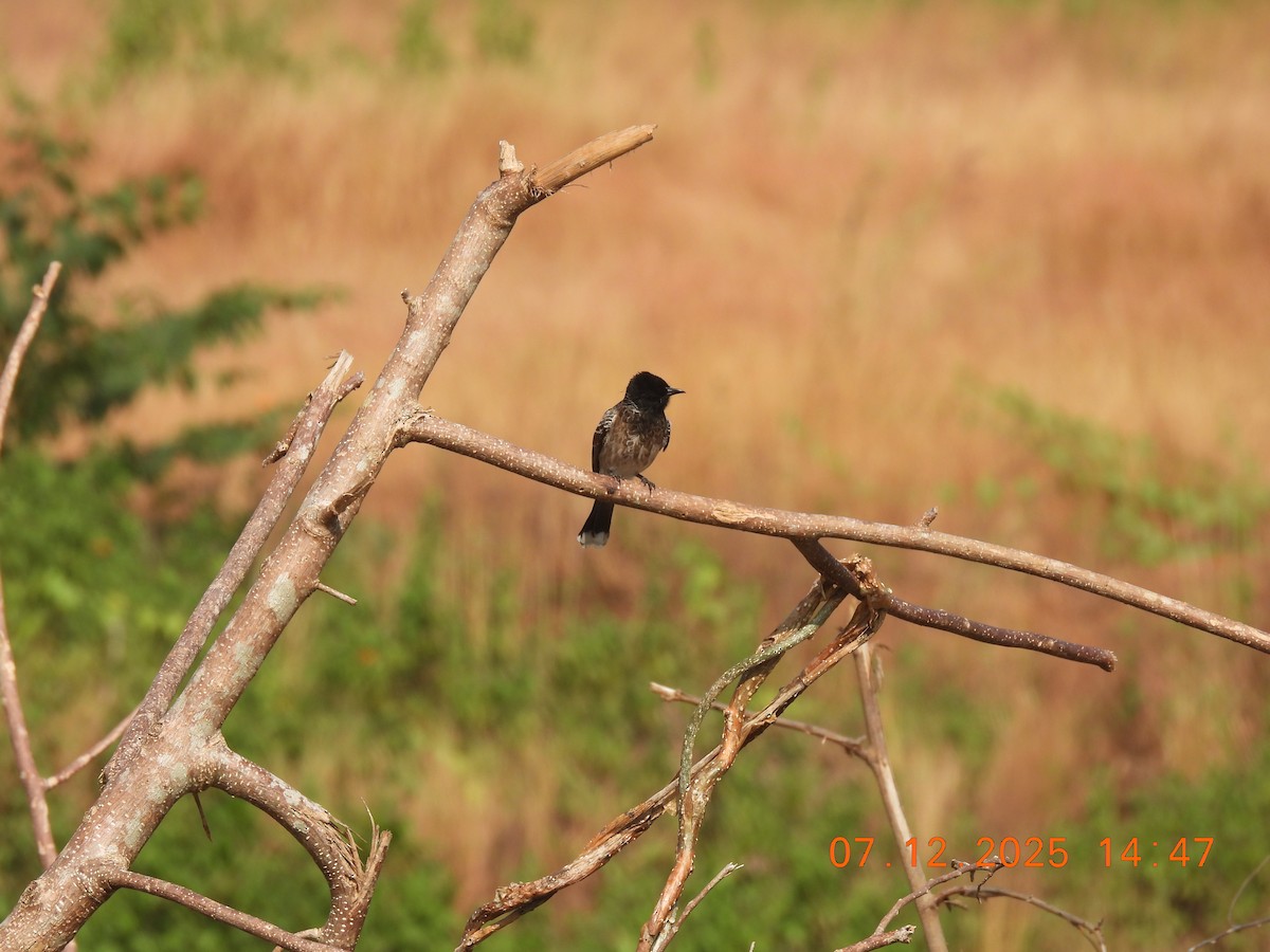 Red-vented Bulbul - ML646517896