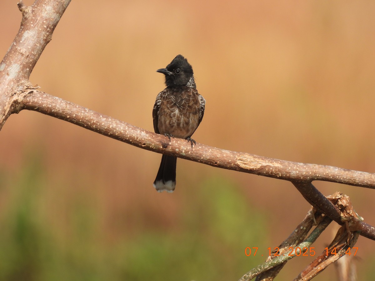 Red-vented Bulbul - ML646517897