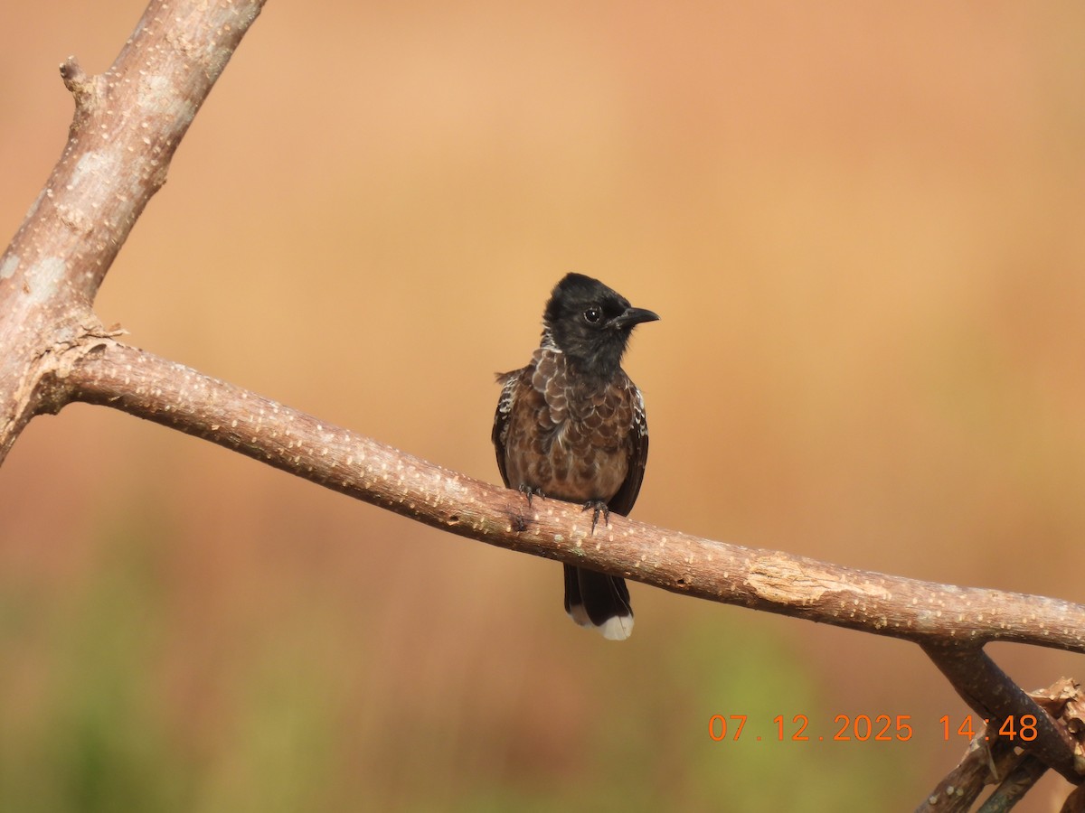 Red-vented Bulbul - ML646517898