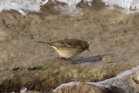 American Pipit - ML646517899