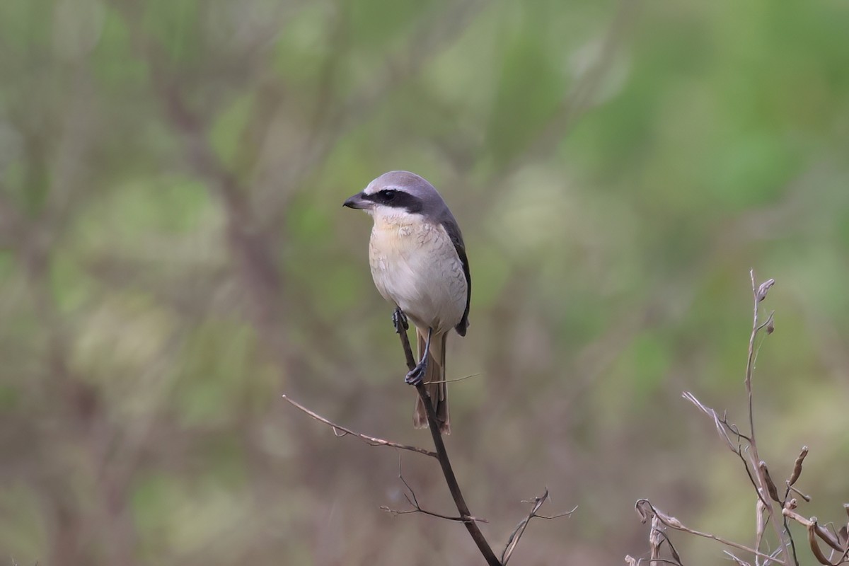 Brown Shrike - ML646517902