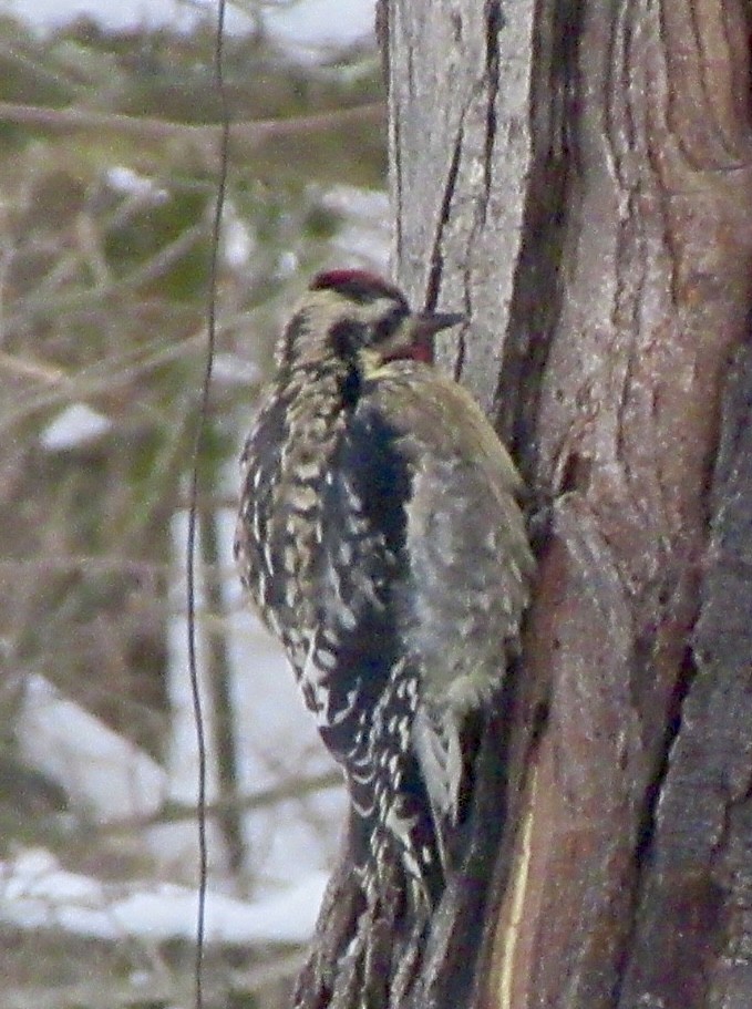 Yellow-bellied Sapsucker - ML646517903