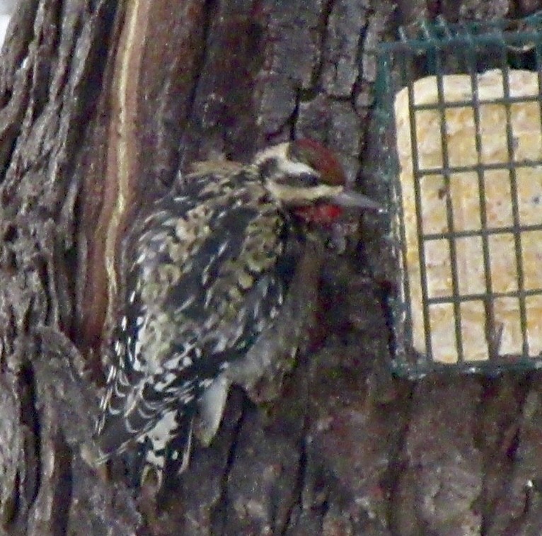 Yellow-bellied Sapsucker - ML646517904