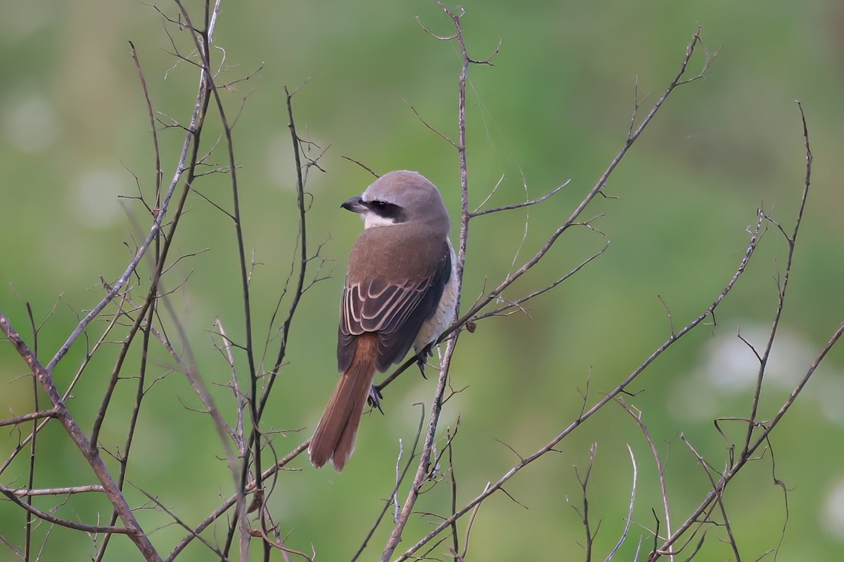 Brown Shrike - ML646517905
