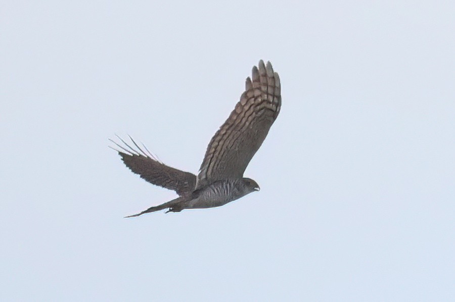 Eurasian Sparrowhawk - ML646517906