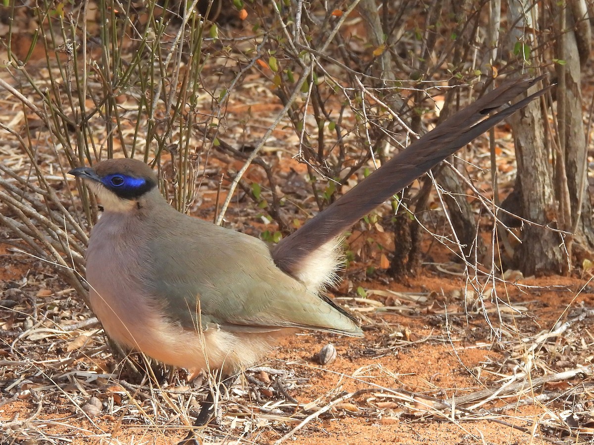 Olive-capped Coua - ML646517910