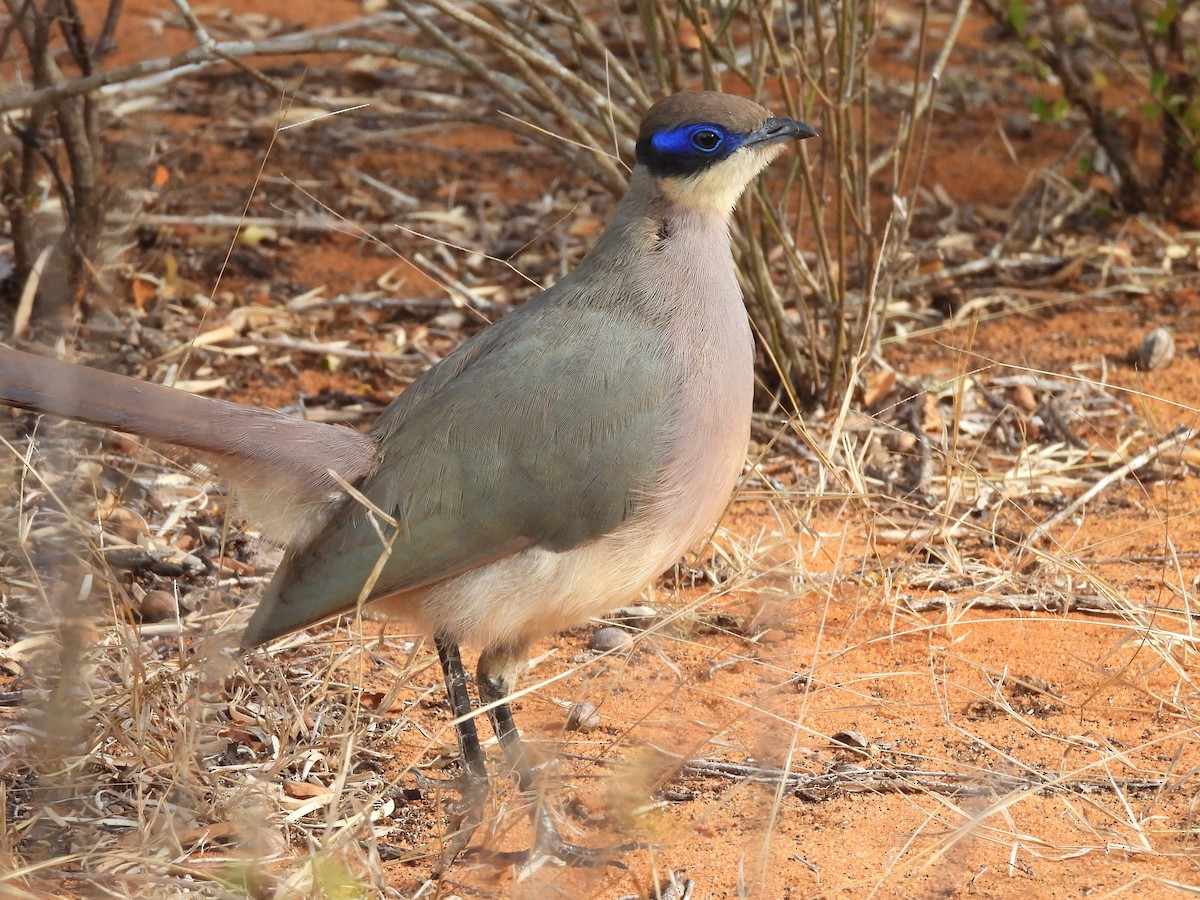 Olive-capped Coua - ML646517911
