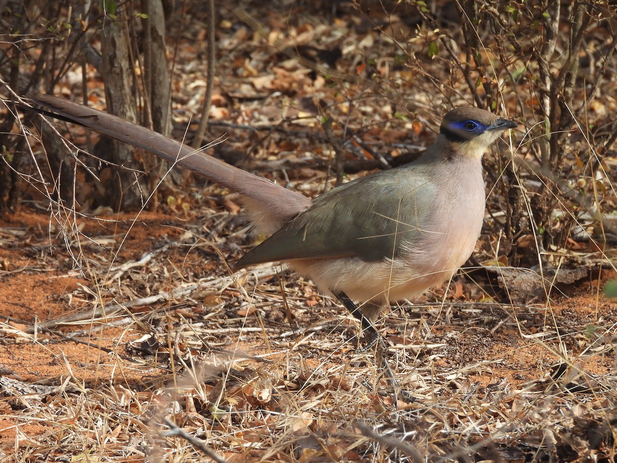 Olive-capped Coua - ML646517912