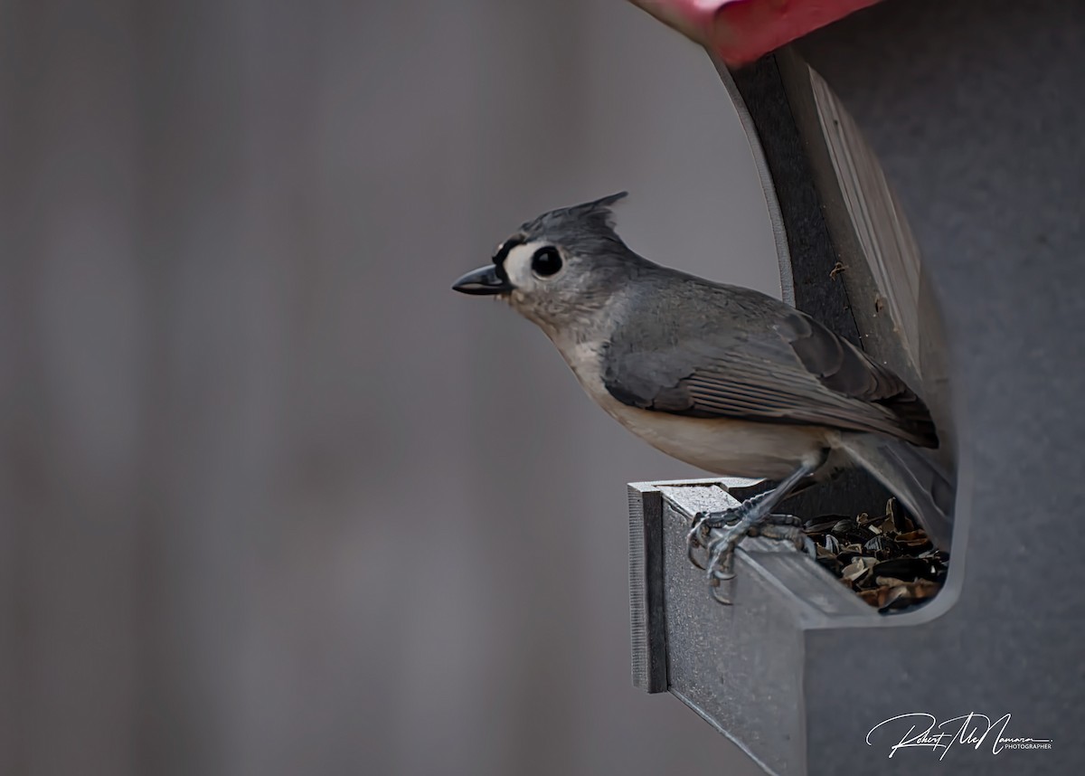 Tufted Titmouse - ML646517914