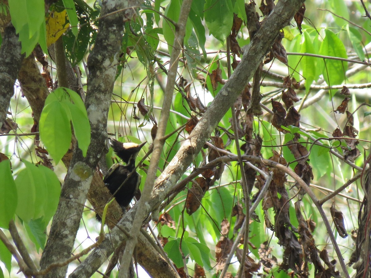 Heart-spotted Woodpecker - ML646517915
