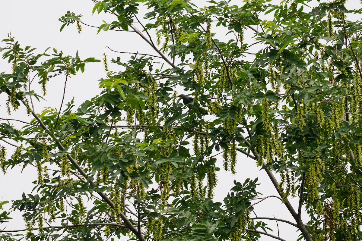 Black-winged Cuckooshrike - ML646517916
