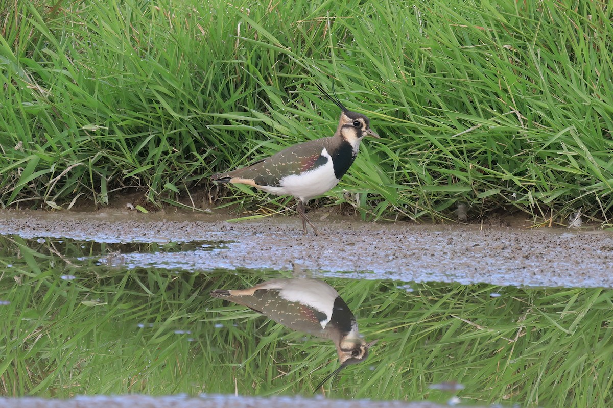 Northern Lapwing - ML646517918