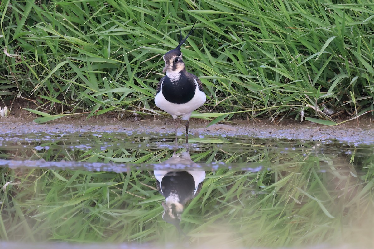 Northern Lapwing - ML646517919