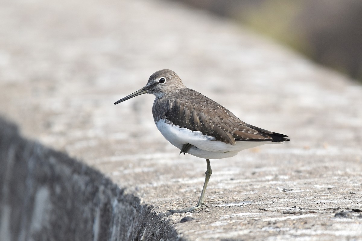Green Sandpiper - ML646517921