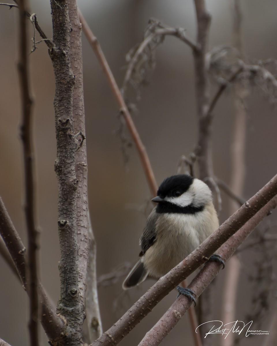 Carolina Chickadee - ML646517922