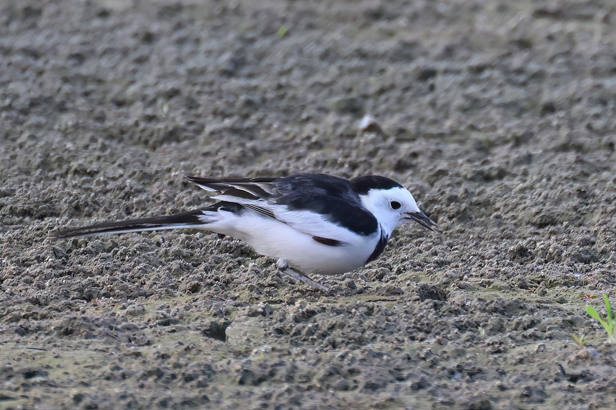 White Wagtail - ML646517923