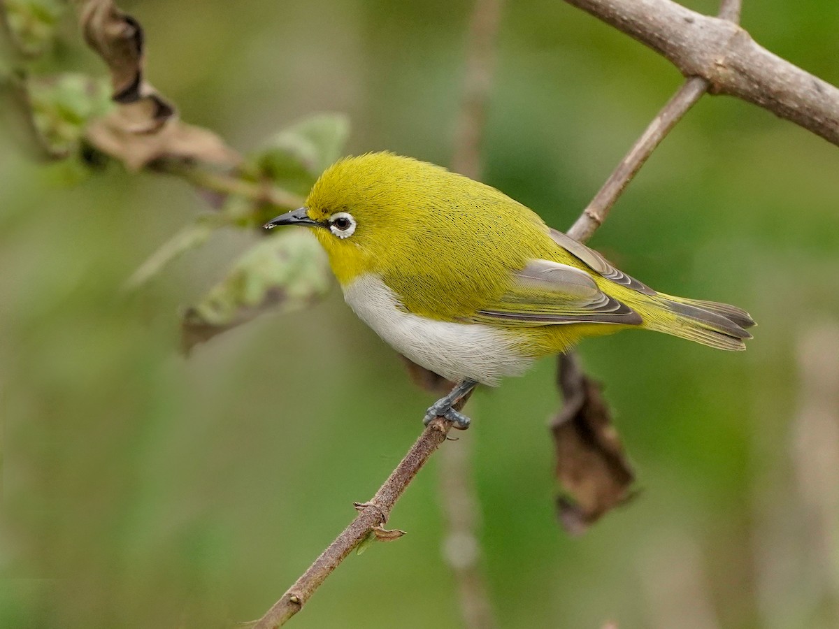 Indian White-eye - ML646517924