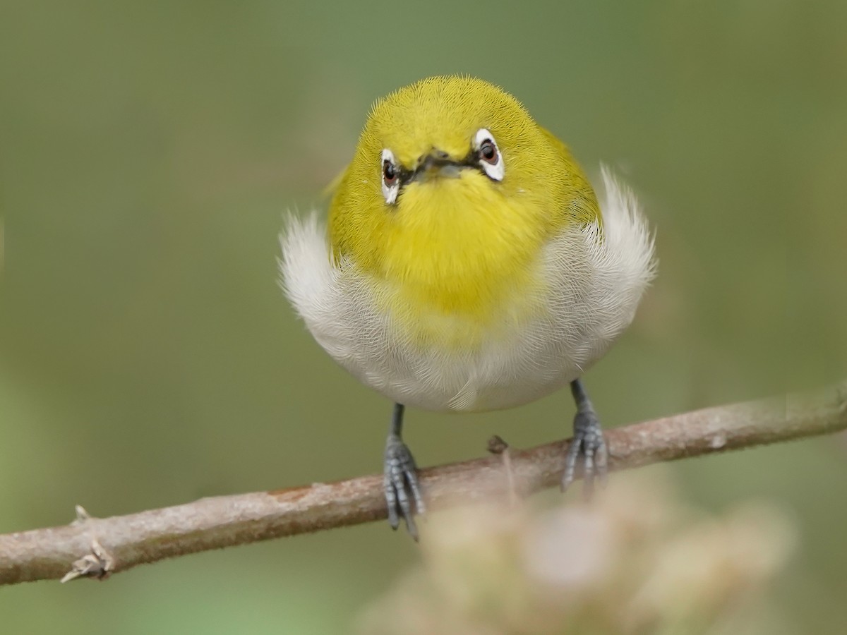 Indian White-eye - ML646517925
