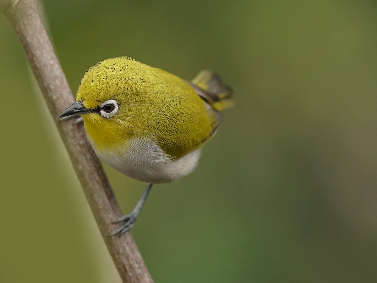 Indian White-eye - ML646517926