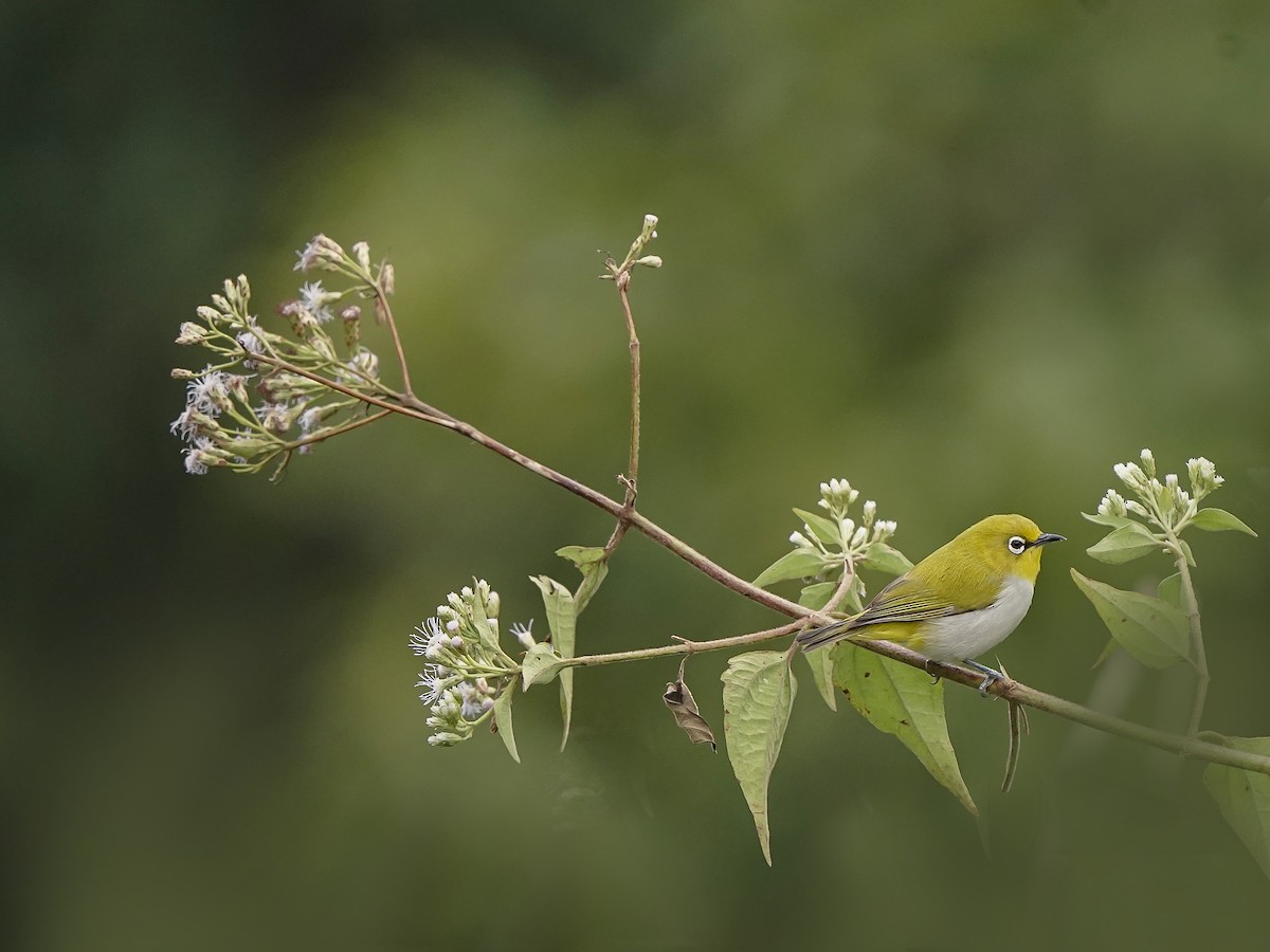 Indian White-eye - ML646517927