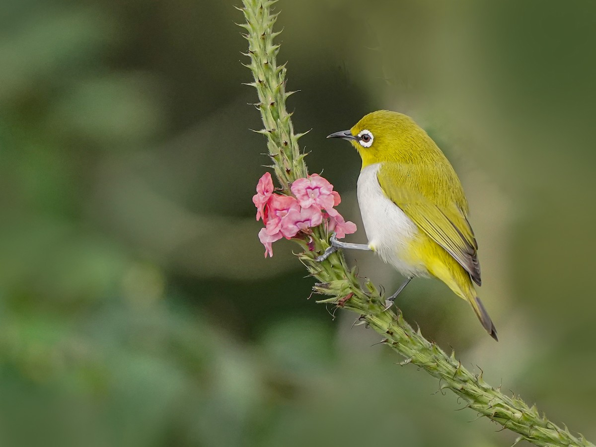 Indian White-eye - ML646517928