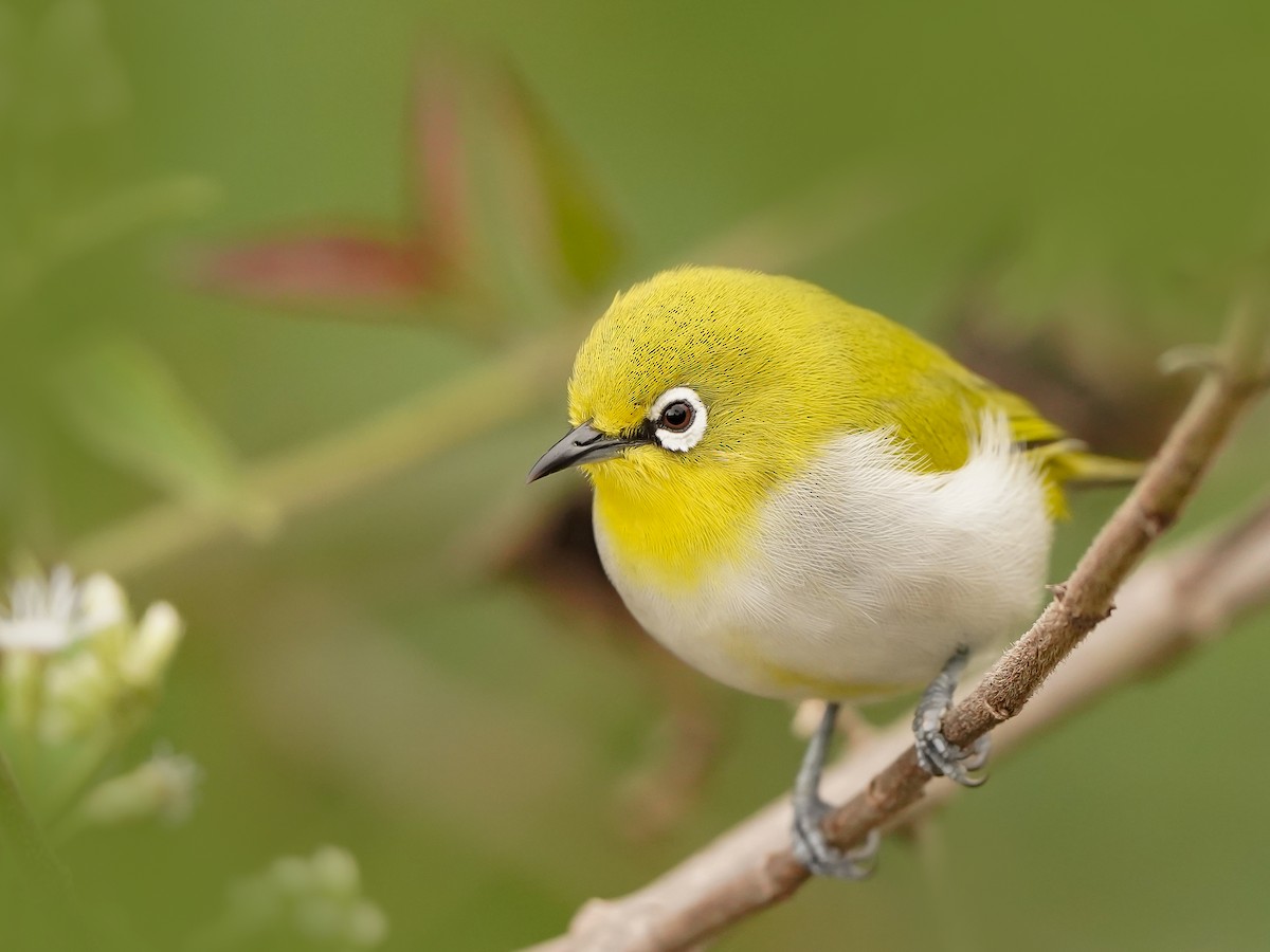 Indian White-eye - ML646517929