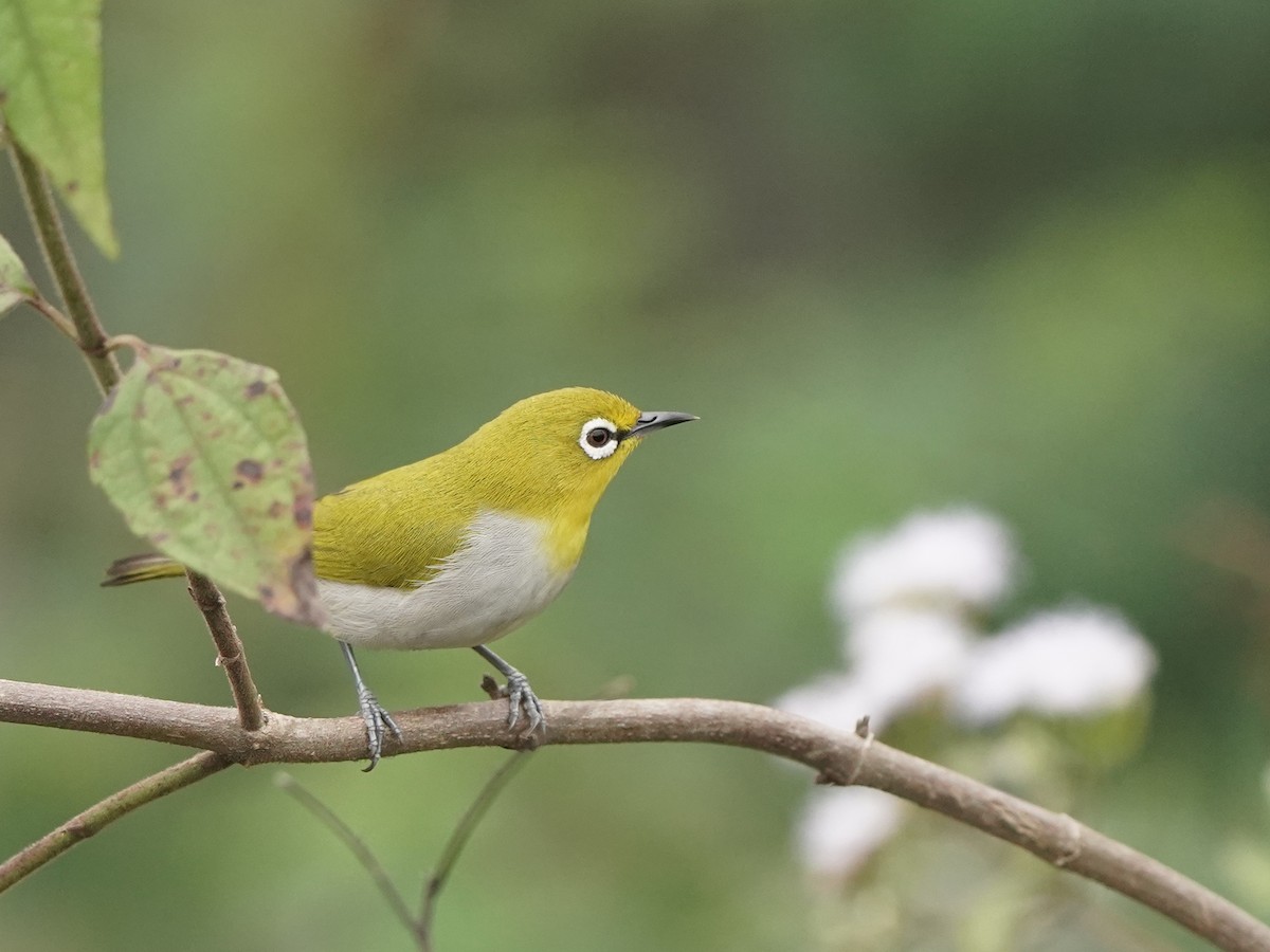 Indian White-eye - ML646517930
