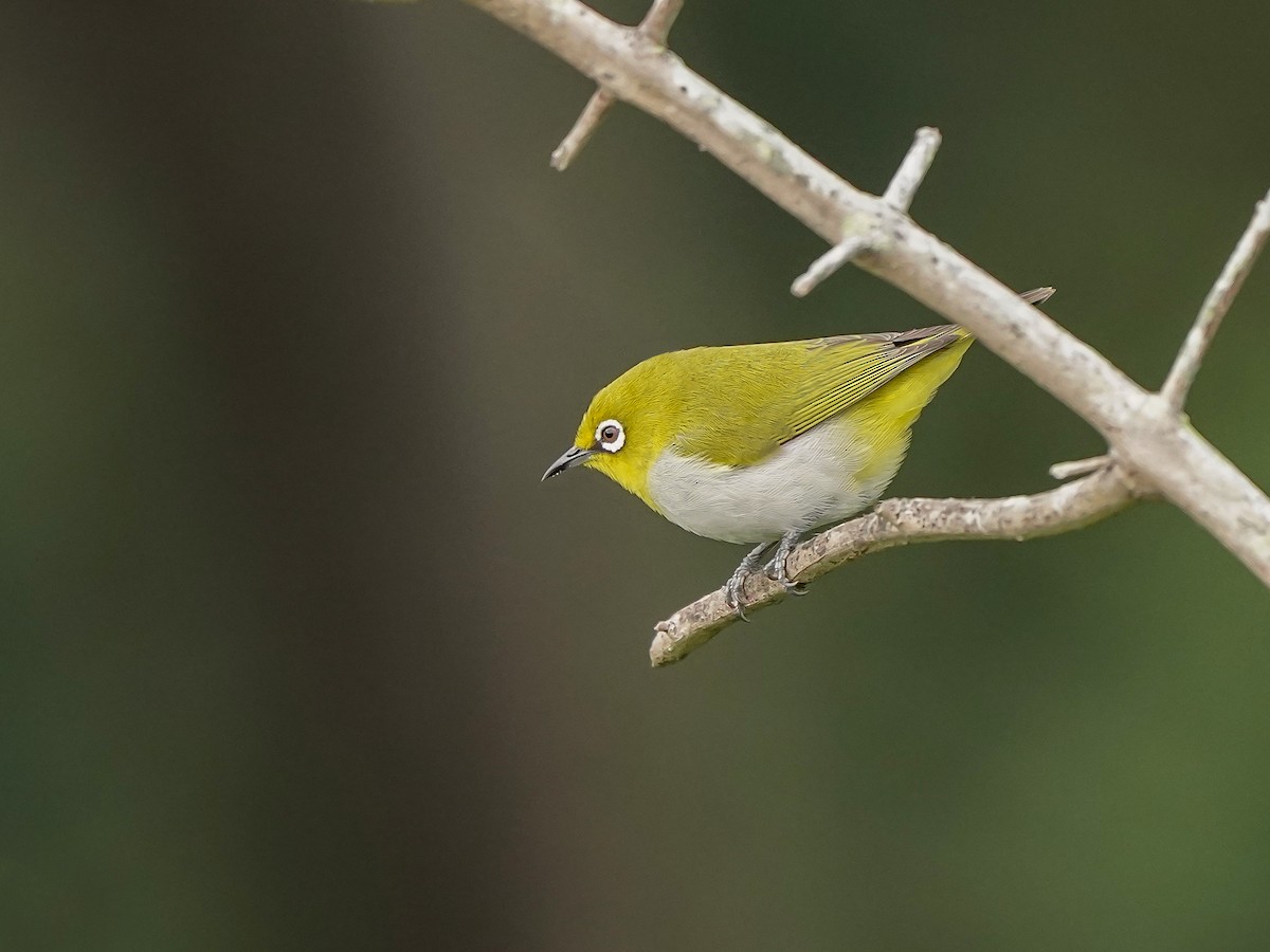 Indian White-eye - ML646517931
