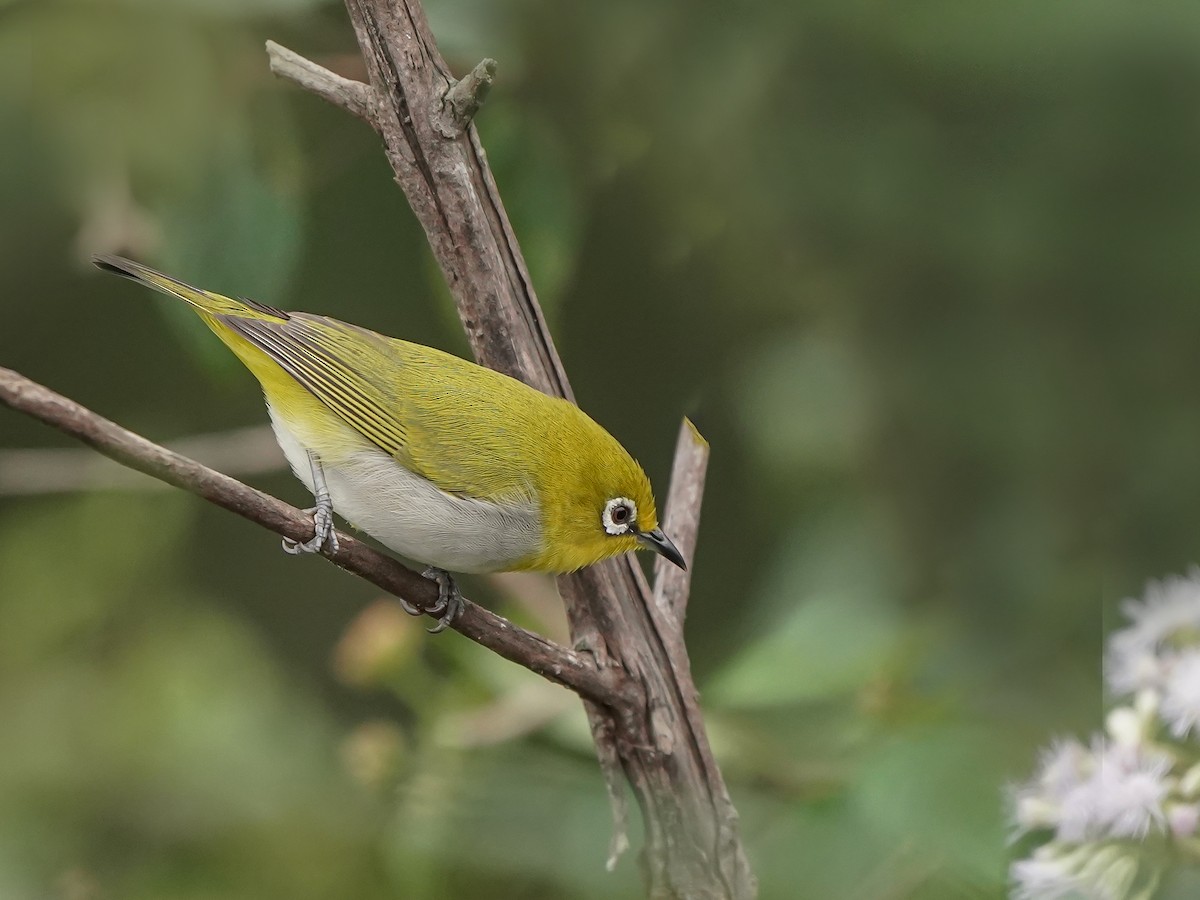 Indian White-eye - ML646517932