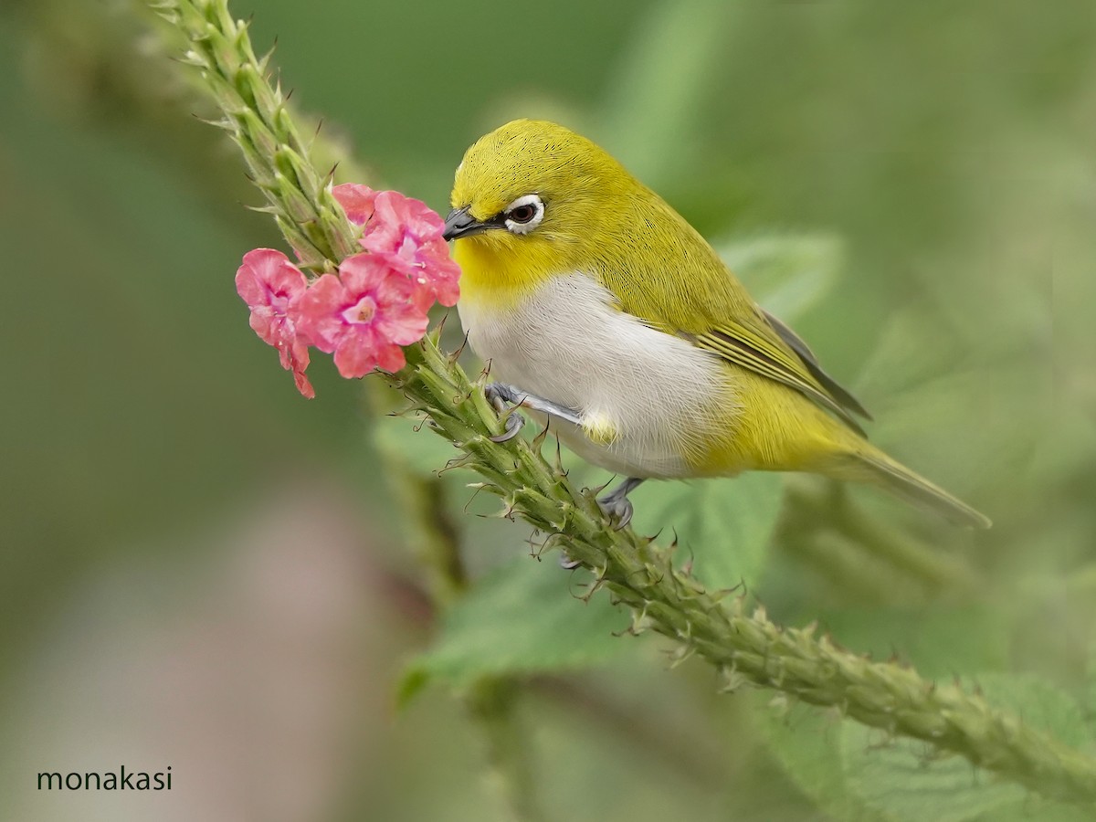 Indian White-eye - ML646517933