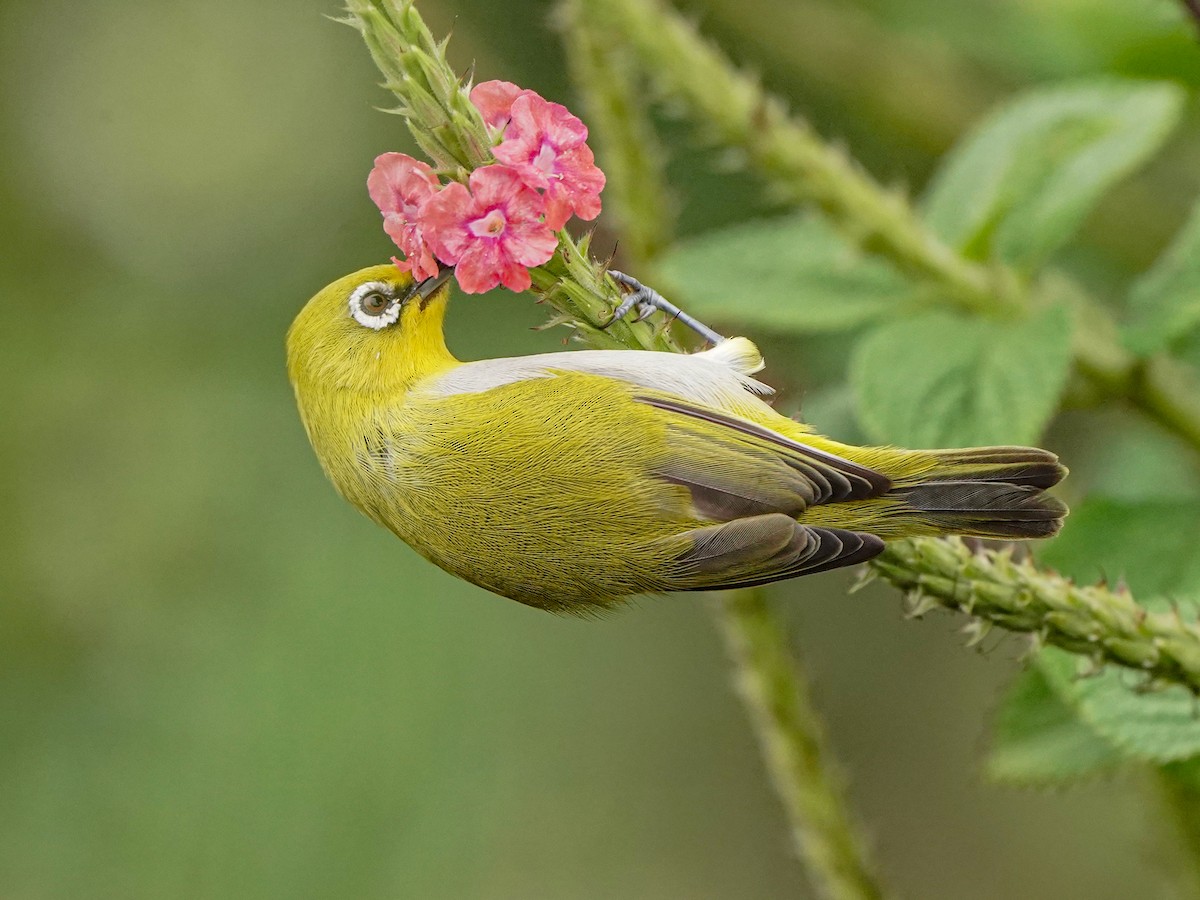 Indian White-eye - ML646517934