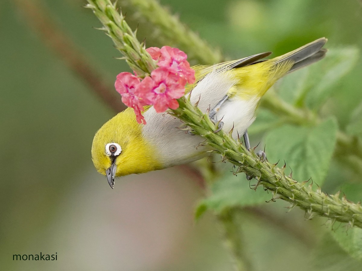 Indian White-eye - ML646517935