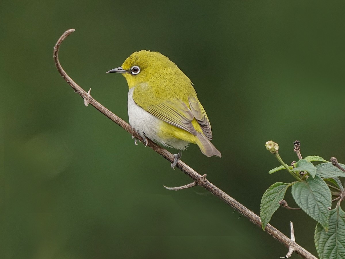 Indian White-eye - ML646517936