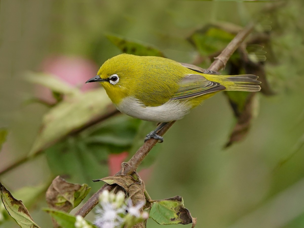 Indian White-eye - ML646517937