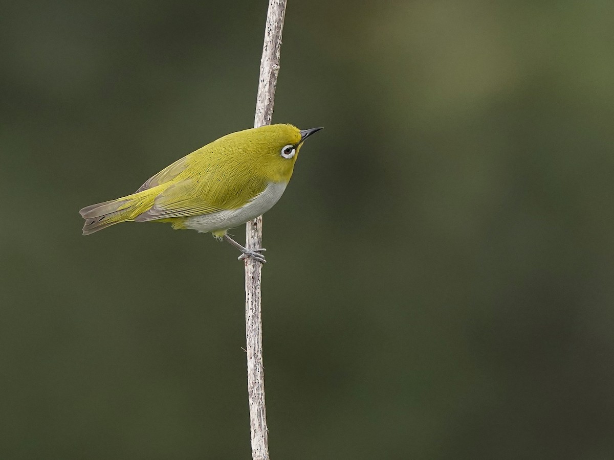 Indian White-eye - ML646517938