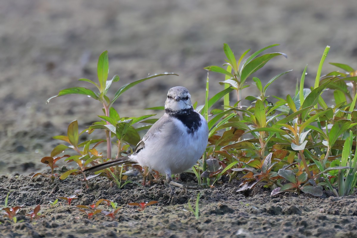 White Wagtail - ML646517939