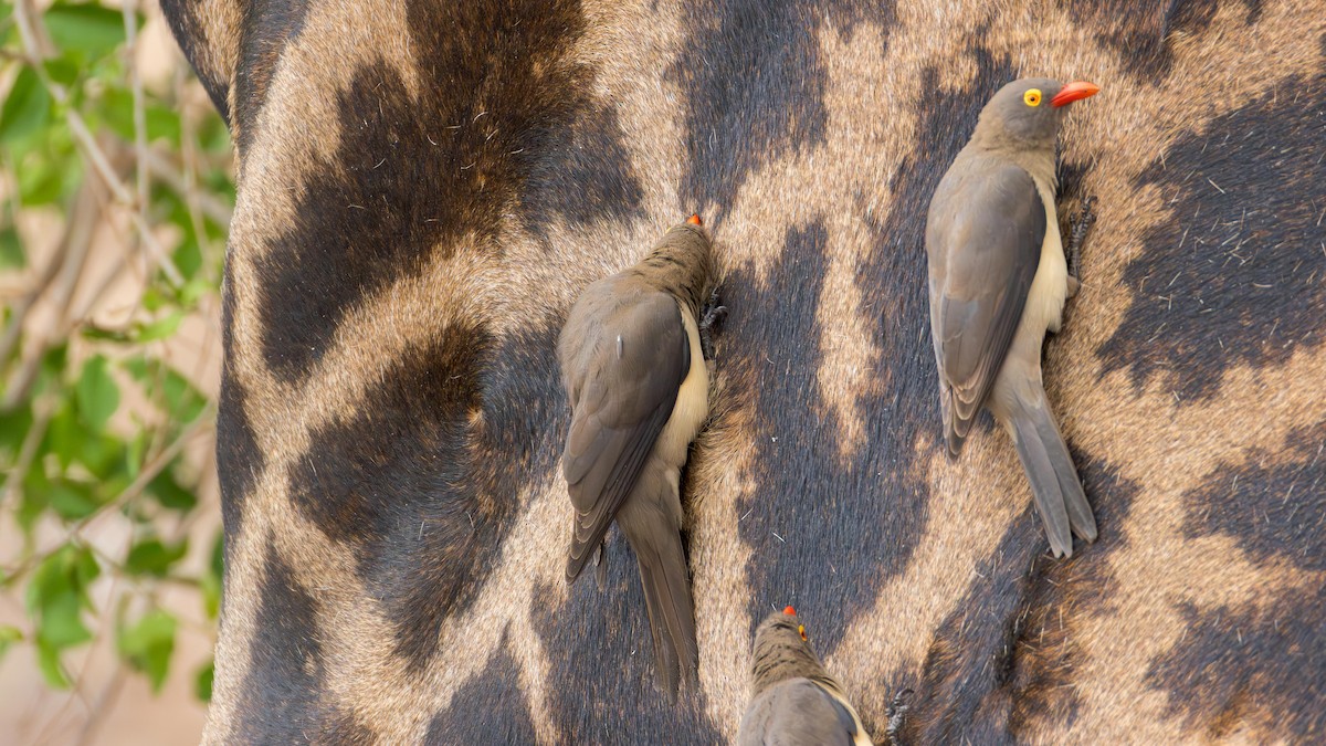 rødnebboksehakker - ML646517941