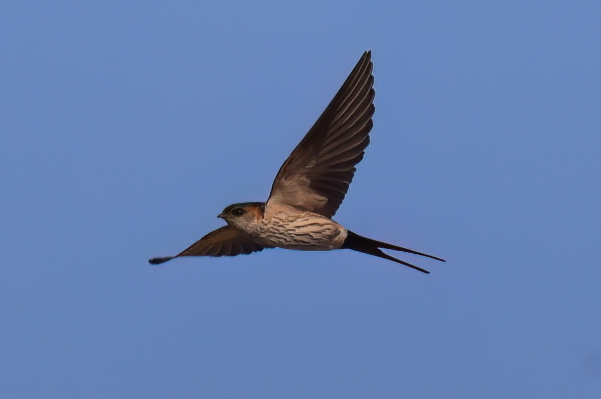 Eastern Red-rumped Swallow (Striated) - ML646517943