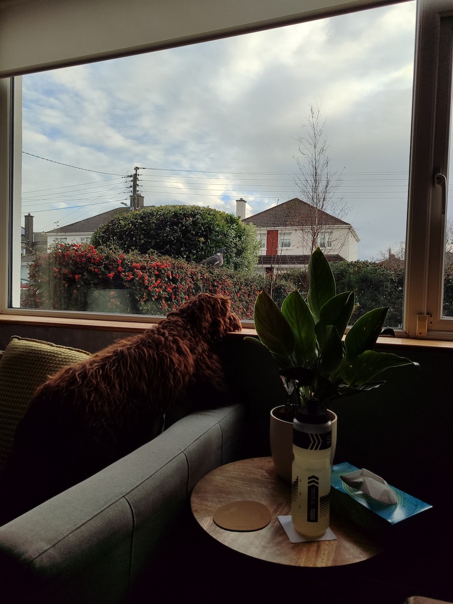 Paloma Torcaz - ML646517944