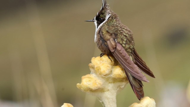 White-bearded Helmetcrest - ML646517960