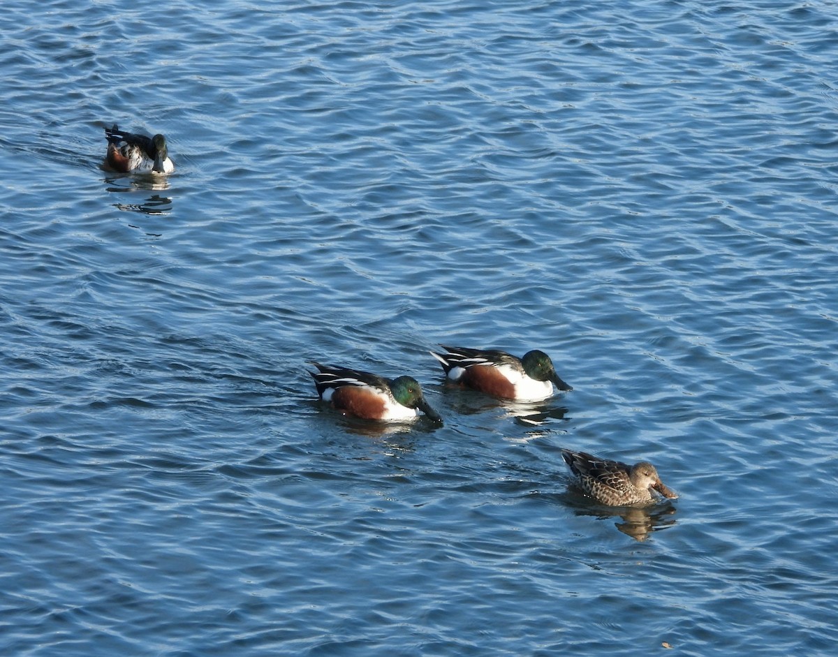 Northern Shoveler - ML646517961
