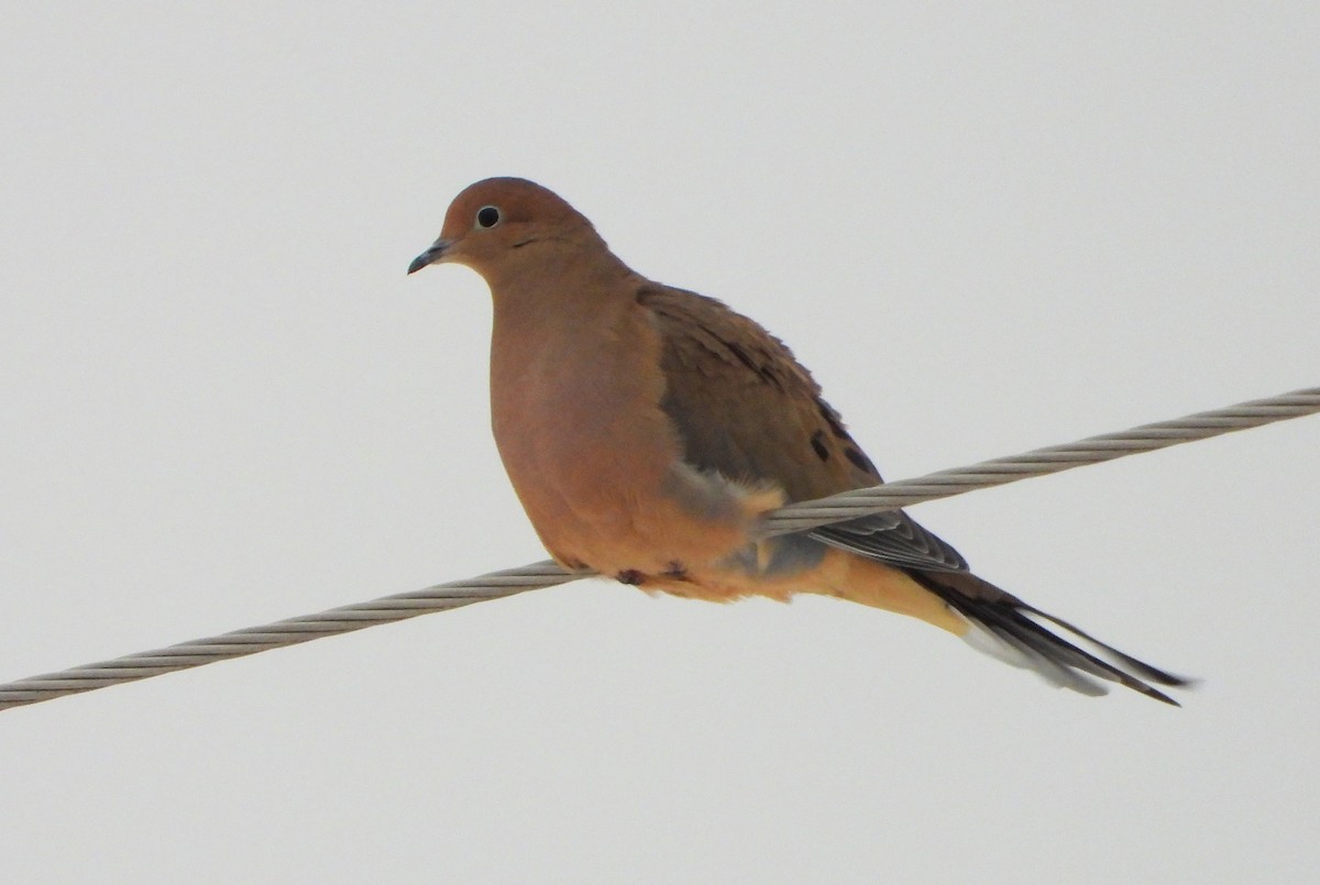 hrdlička karolínská - ML646517965