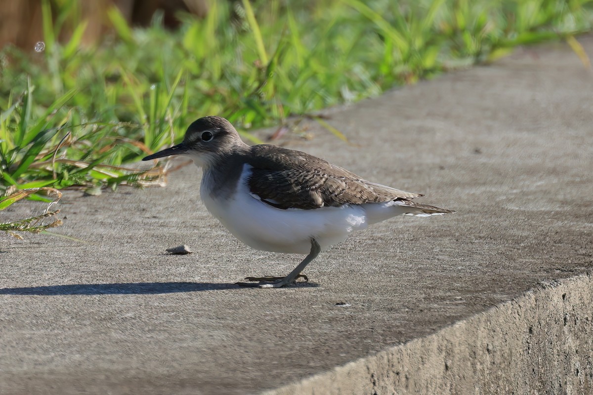 Набережник палеарктичний - ML646517967