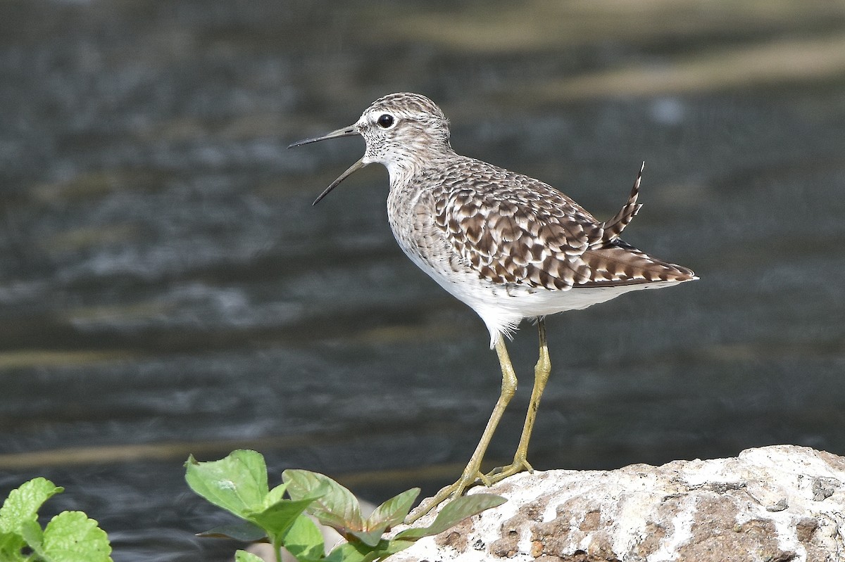 vodouš bahenní - ML646517970